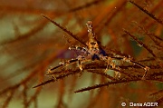 Antipathes dichotoma Xenocarcinus sp-Wangi Wangi Island-13m-20180601-Denis-ADER-DSC_3015_tn